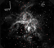 Binary Stars Abound in 30 Doradus Cluster