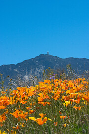 Wildflowers at the Base of Kitt Peak