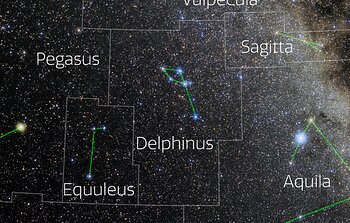 Delphinus