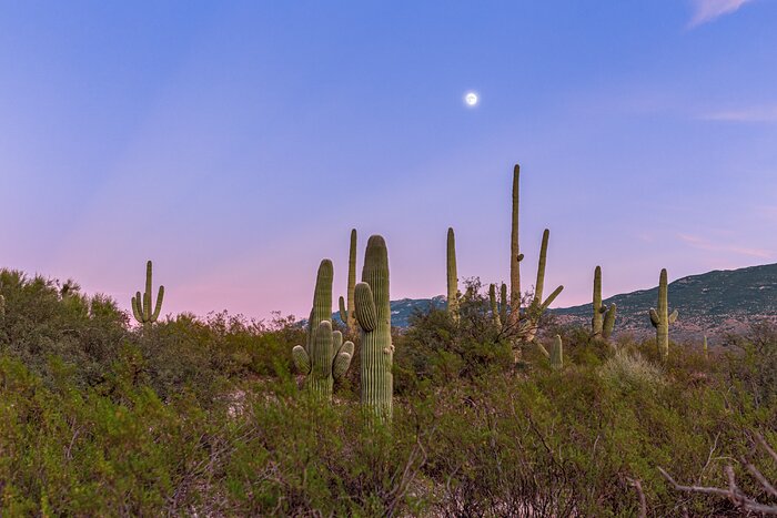 Sonoran Desert Cacti