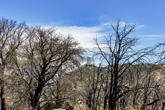 Kitt Peak Trees