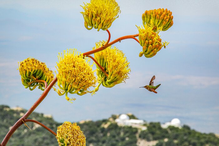 Hummingbird at Kitt Peak National Observatory