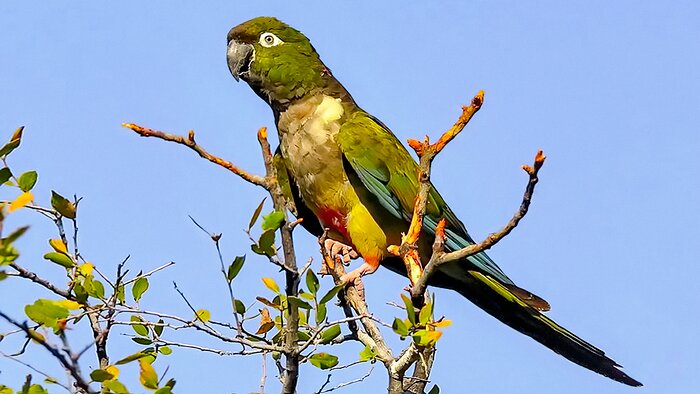 Chilean Parrot