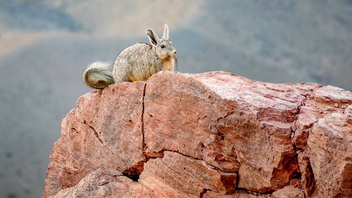 Mountain Viscacha on Cerro Tololo