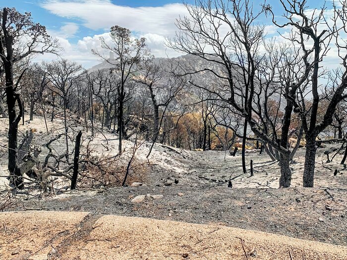 Burned out area on South West ridge of Kitt Peak National Observatory on 18 June 2022