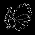 Pavo Outline