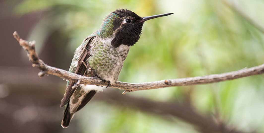 hummingbird sitting on a branch